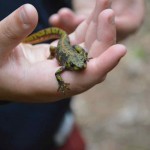 gite-ecolo-bebe-bretagne-lavilleheleuc-salamandre-DSC_5173